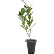 1 Indian Laurel Fig – Live Ficus Nitida Plant – Hardy Evergreen Tree in 2.5” Nursery Cube – Fast-Growing \u0026 Highly Adaptable for Hedges, Screens \u0026 Shade